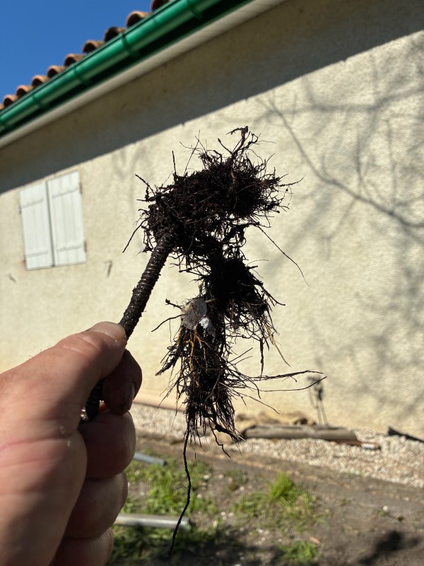 Inspection et détection suite à un engorgement causés par une Infiltration racinaire  à l'intérieur d'une canalisation d'assainissement sur la commune de Pessac